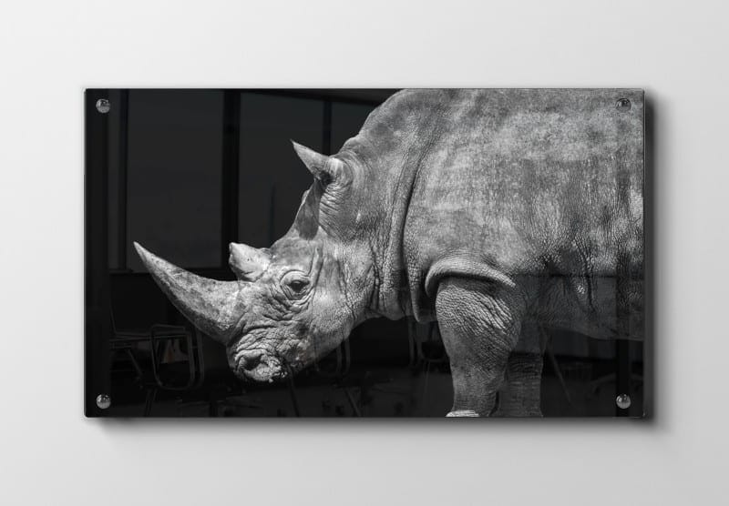 White Rhinoceros Plakat