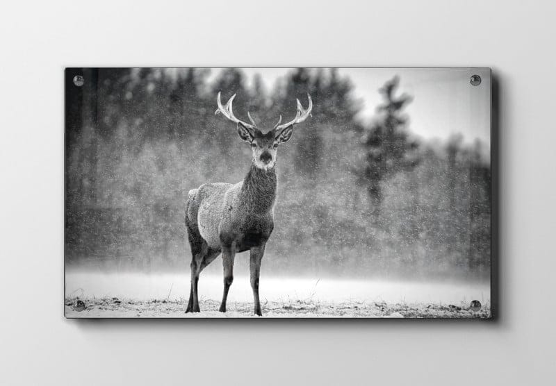 Red Deer Plakat