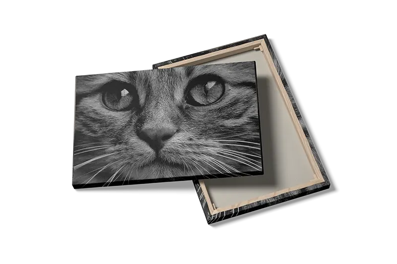 Cat Closeup Plakat