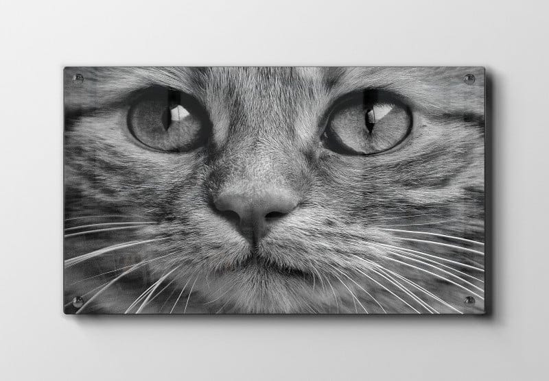 Cat Closeup Plakat
