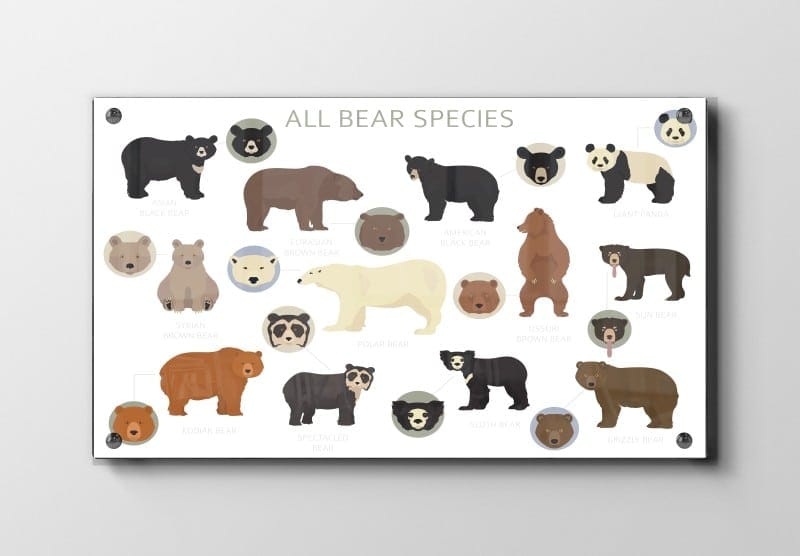 Curious Bear Species Guide Plakat