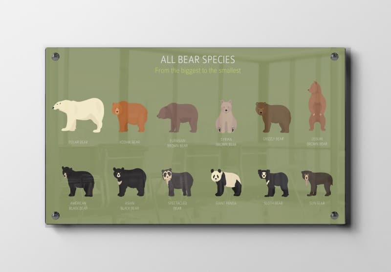 All Bear Species Guide Plakat
