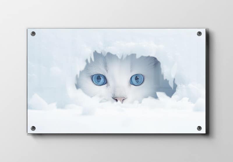 Curious Snow Kitten Peek Plakat
