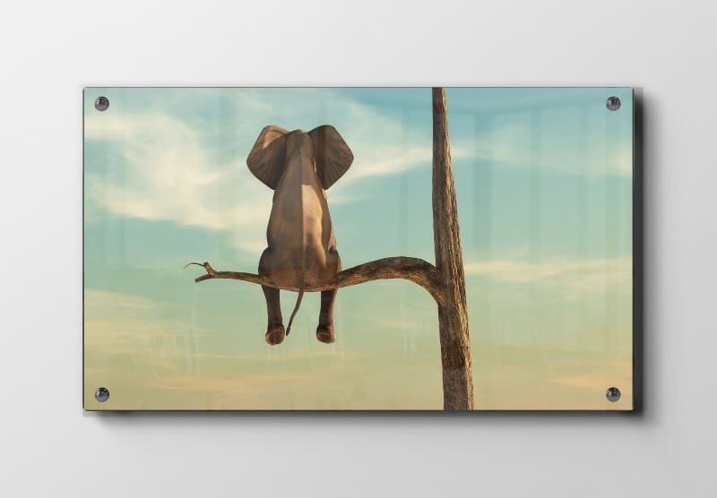 Playful Elephant Adventure Animals Plakat