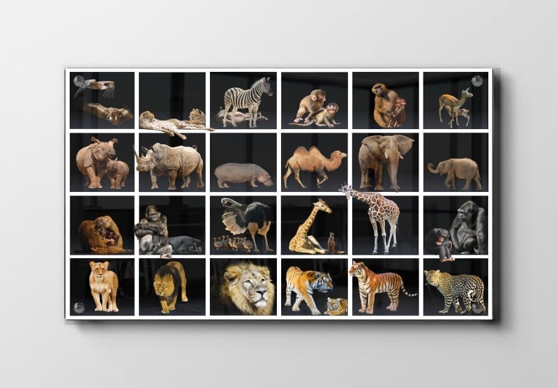 Playful Safari Animal Friends Animals Plakat