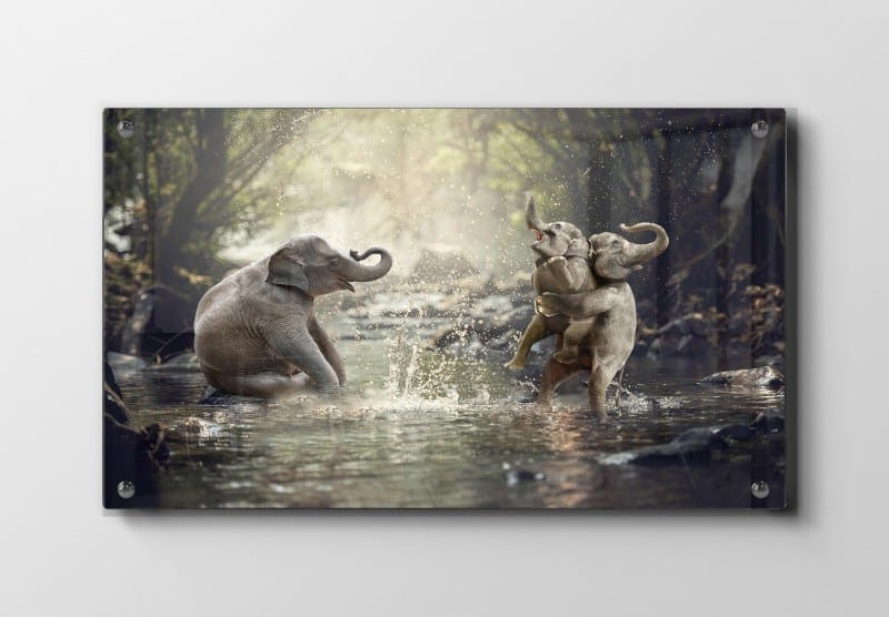 Playful Baby Elephants Splash Plakat