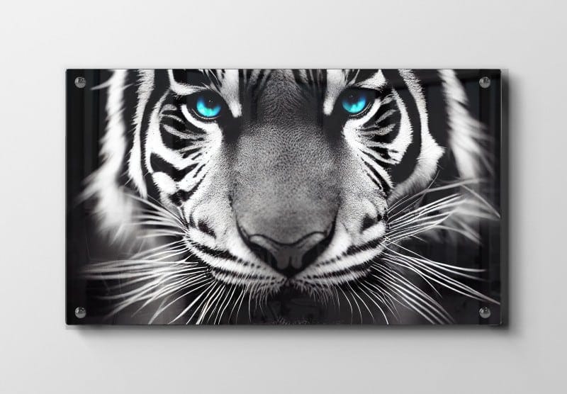 Curious Tiger With Blue Eyes Plakat