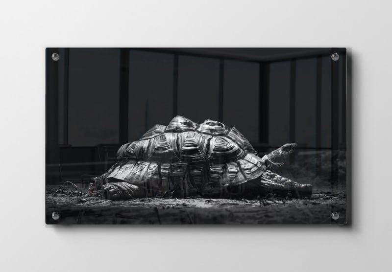 Curious Tortoise Adventure Plakat
