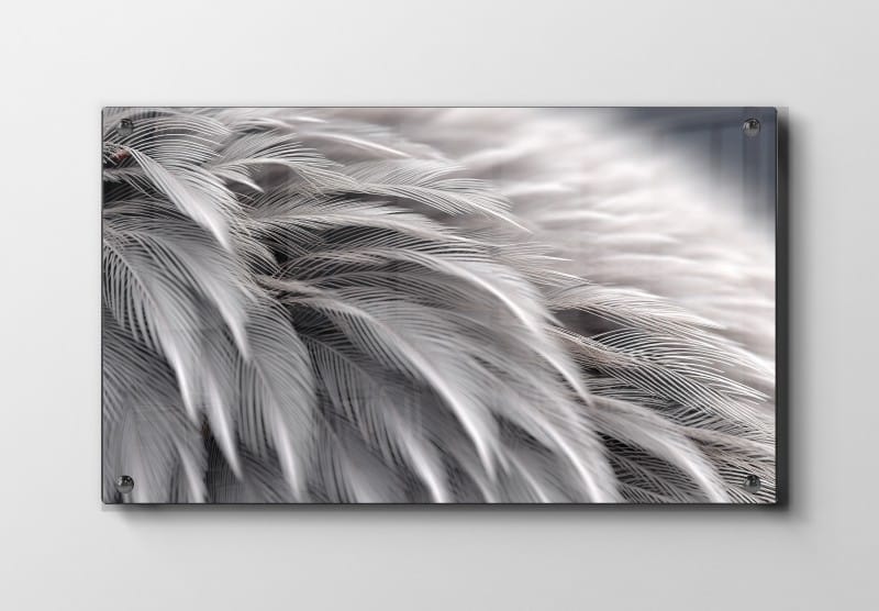 Feather Veins Texture Plakat