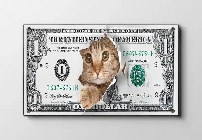 Krom Kat Plakat
