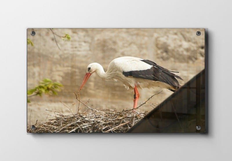 Hvid Stork På Rede Plakat