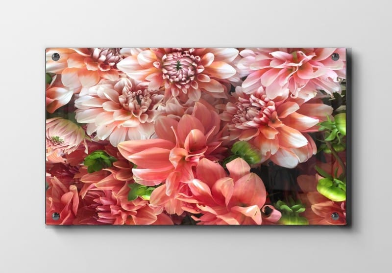 Koralfarvede Dahlia Buket Plakat