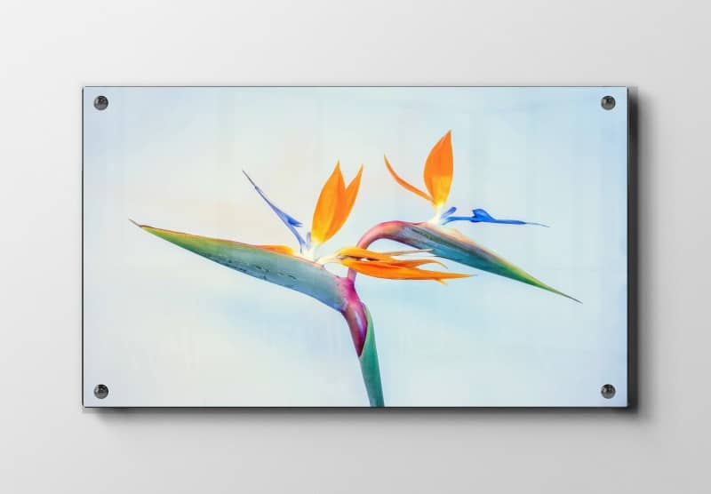 Paradisiske Blomster Detalje Plakat