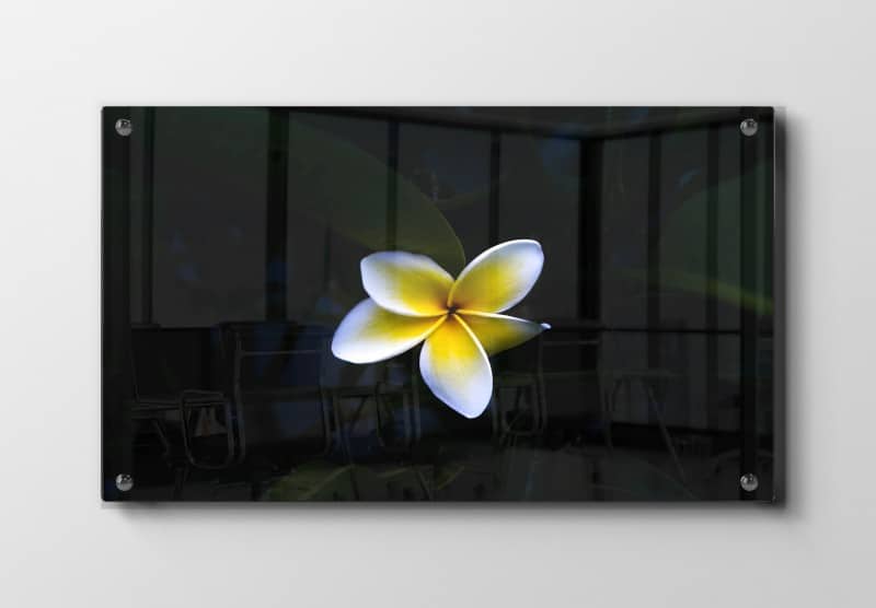 Plumeria Blomst i Mørke Plakat