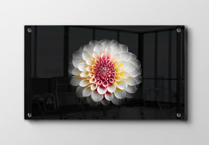 Dahlia Blomstersymfoni Plakat