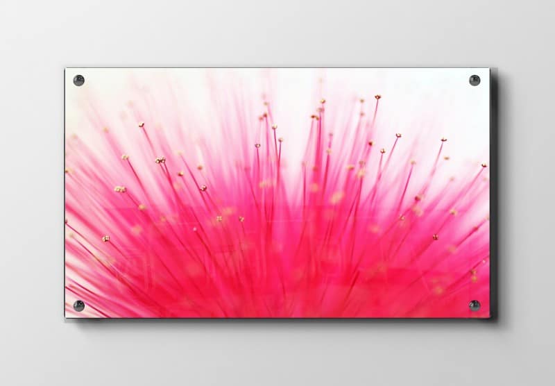 Pink Blomsterstøvdragere Plakat