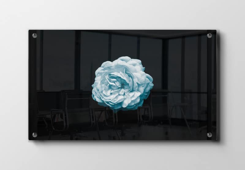 Hvid Rose På Sort Plakat