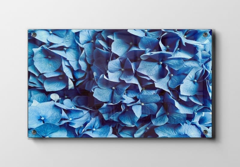 Blå Hortensia Detaljer Plakat