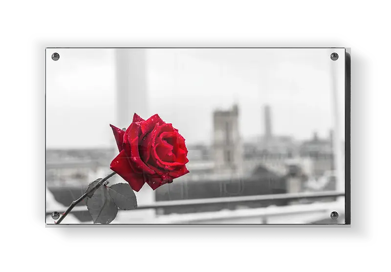 Red Rose Against Cityscape