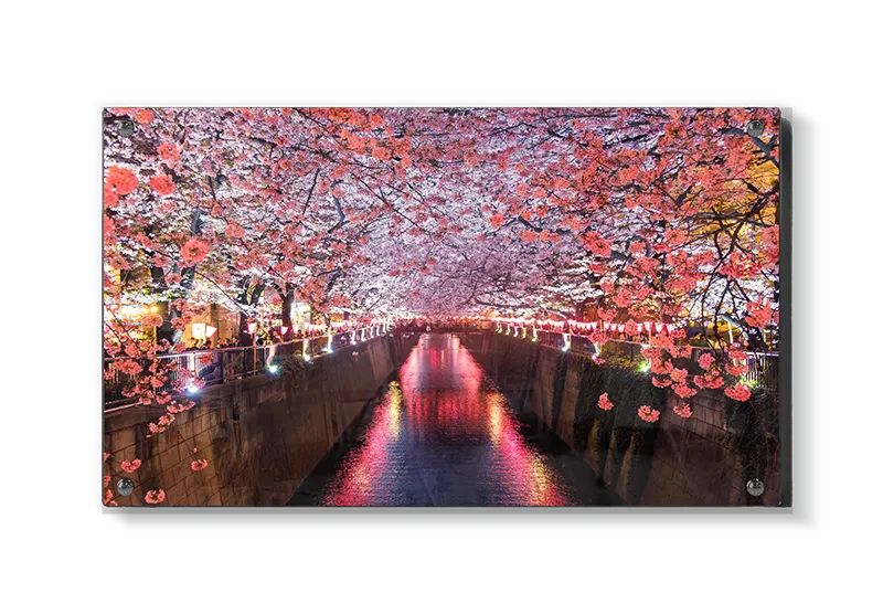 Kirsebærblomster Over Oplyst Kanal
