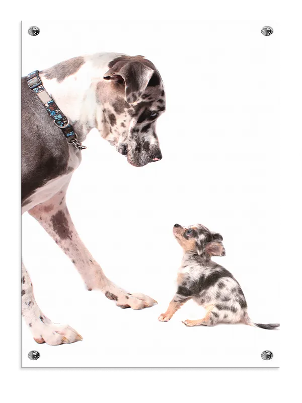 Hund Great Dane And Chihuahua Plakat