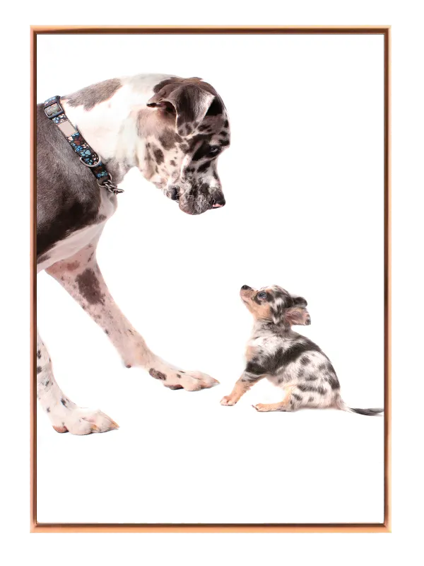 Hund Great Dane And Chihuahua Plakat