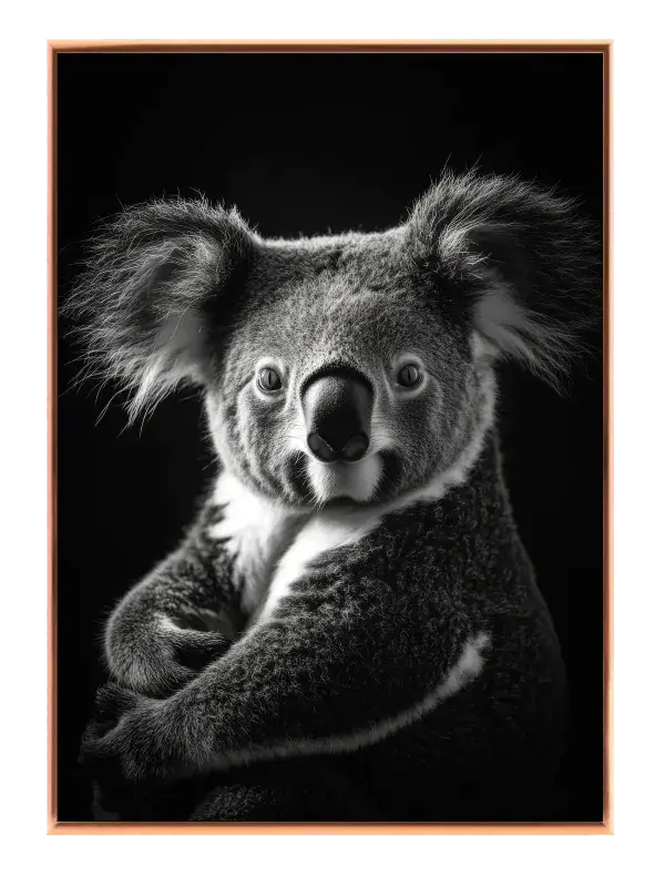 Koala Plakat