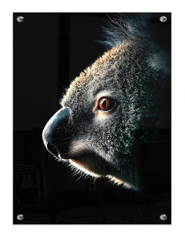 Koala Portrait Plakat