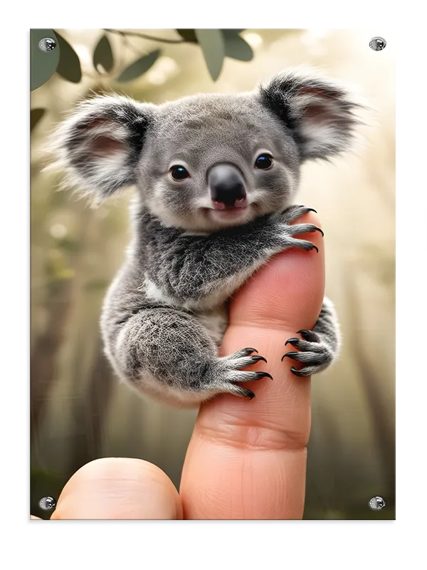 Koala Baby Plakat