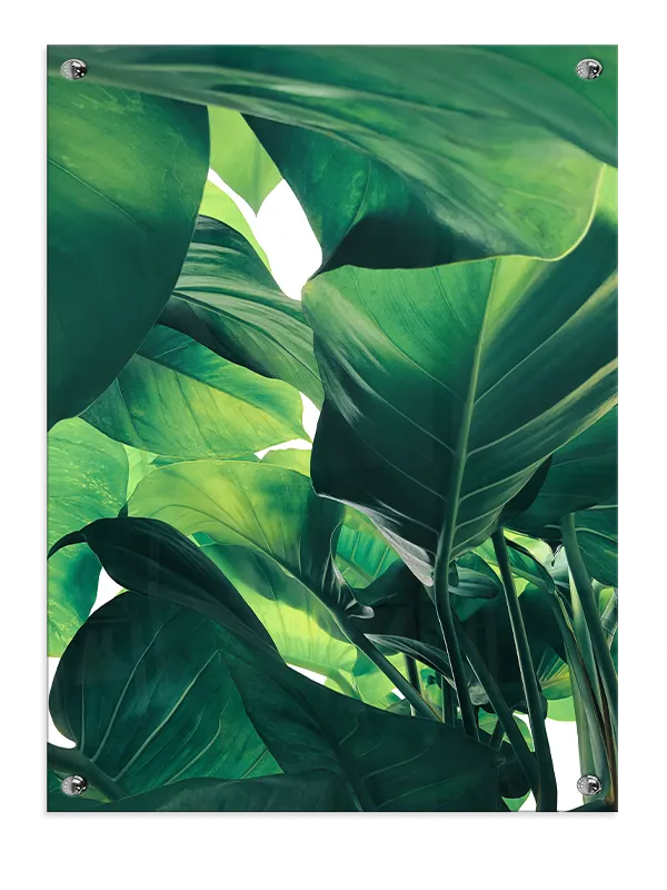 Tropiske Blade Detaljer Plakat