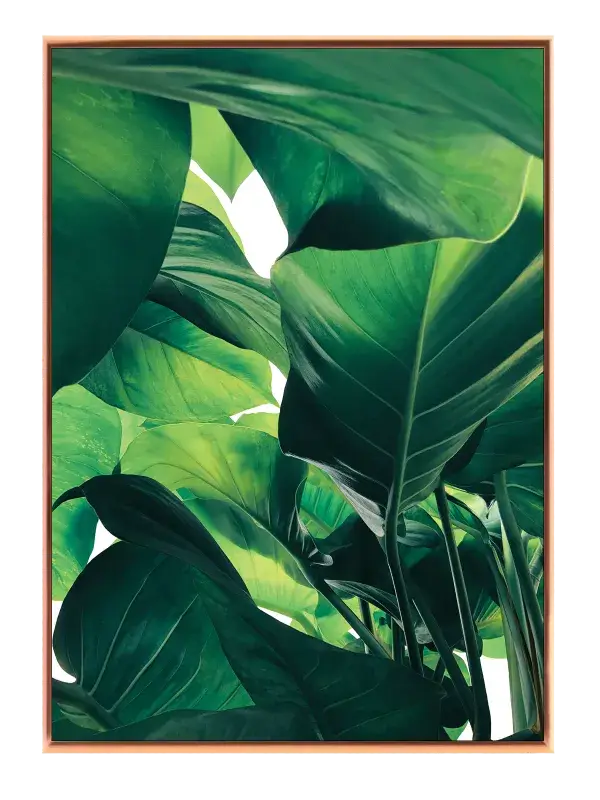 Tropiske Blade Detaljer Plakat